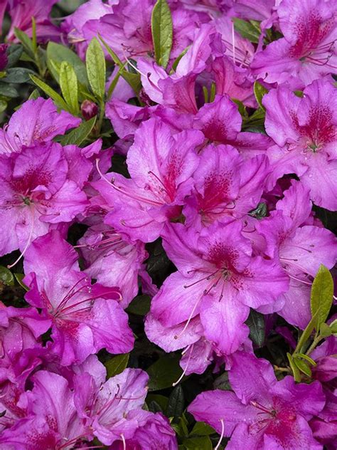 can azalea grow in the philippines|Azalea Care Guide: How to plant, grow, and care for .
